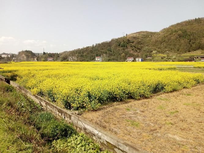 酉阳土家族苗族自治县新增5例重症，涉及四川省雅安市宝兴县/酉阳县疫情最新消息