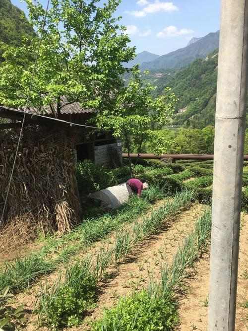 【湖北省宜昌市五峰土家族自治县昨日无新增核酸阳性,湖北省宜昌五峰新闻网】