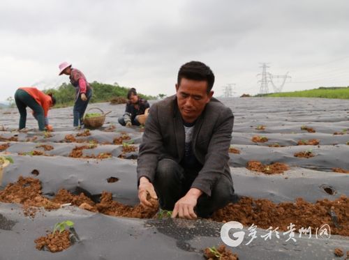  黔西新增15例死亡病例，涉及云南红河哈尼族彝族自治州:黔西县最近发生的事