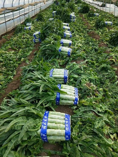 山东临沂兰陵县疫情足不出户最新消息_山东兰陵县146万人,目前无一感染