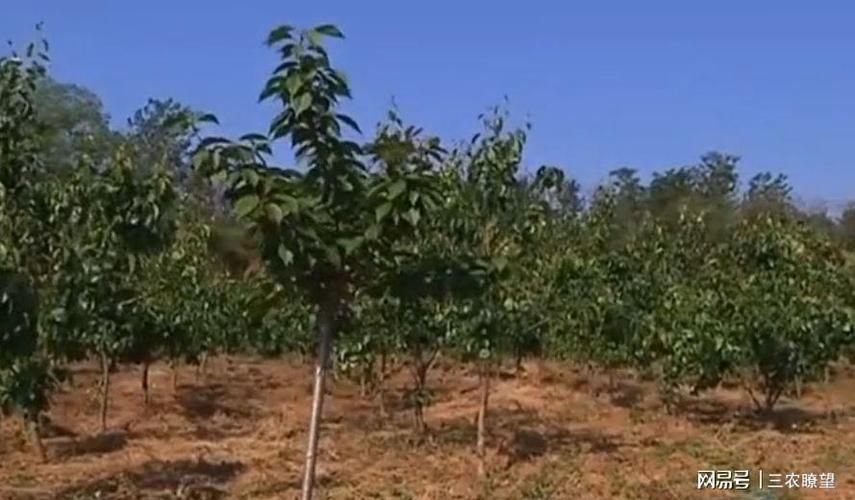 甘肃嘉峪关文殊镇通报9例核酸阳性详情(嘉峪关文殊山简介)
