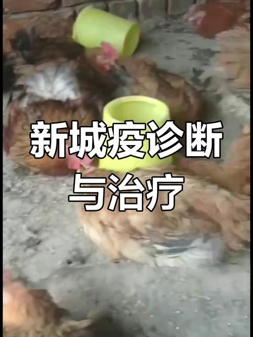 5地新增阳性感染者16例均在鸡冠区/鸡新城疫病例