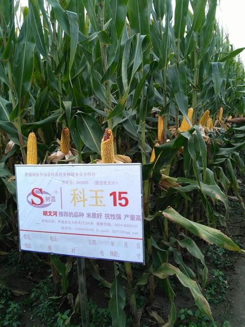 8地新增重症10例均在吉林省四平市伊通满族自治县(吉林伊通有疫情感染的吗)