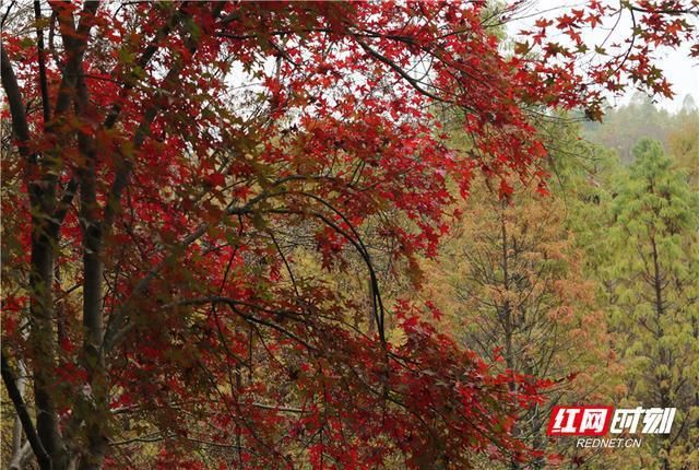 一张图看懂桂阳县11月20日疫情数据/桂阳县疫情通报