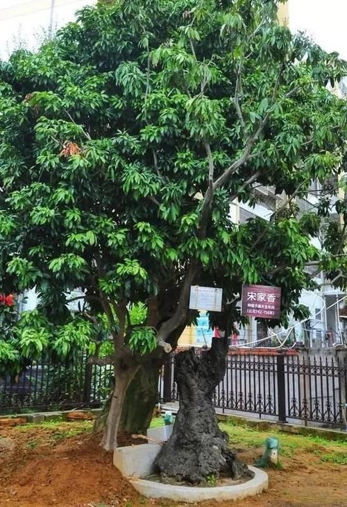 福建省莆田市荔城区现有本土确诊7例(福建省莆田市荔城区现有本土确诊7例病例)