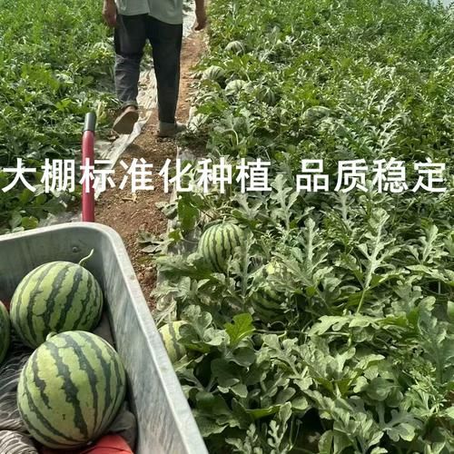 【山西运城夏县昨日新增感染趋势结束,山西运城夏县疫情】