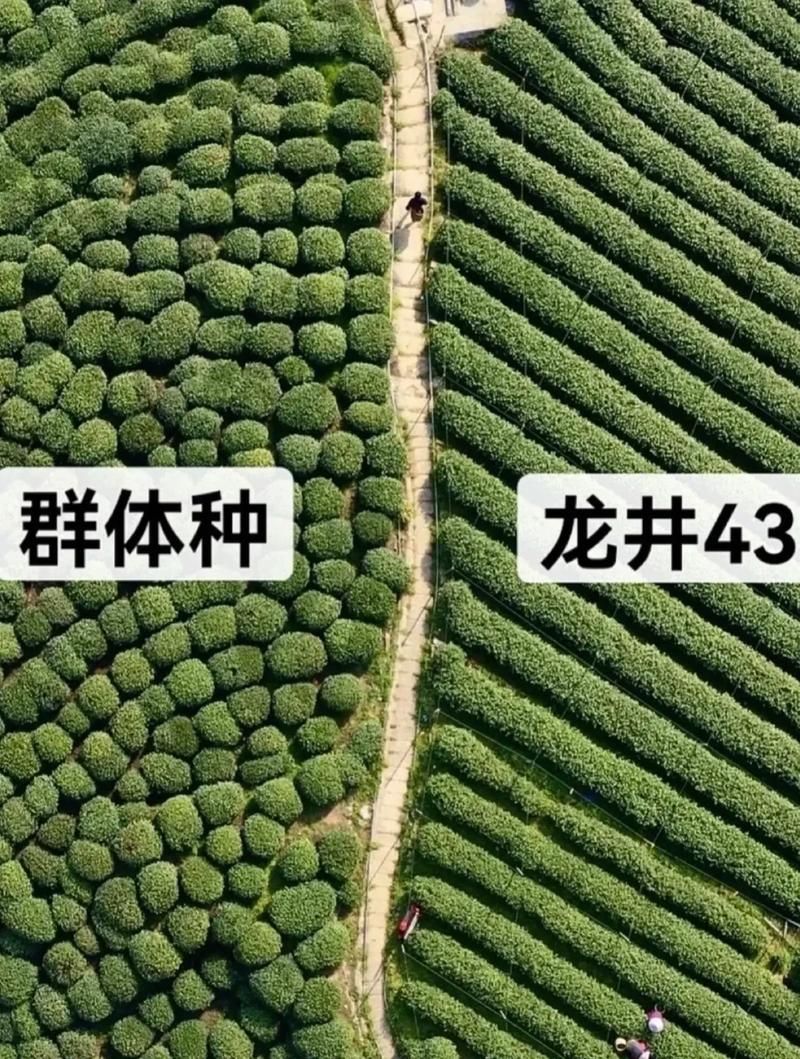 【龙井什么时候可以静默,龙井什么时候开始采摘】