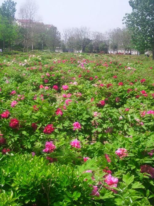 【山东省菏泽市牡丹区什么时候可以管控区,菏泽牡丹区疫情通报】