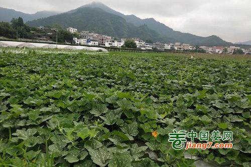 贵州铜仁碧江区疫情还在新增吗今天_铜仁碧江区未来三天预报