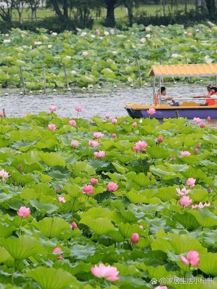 最新疫情临床益阳大通湖管理区:益阳大通湖区属于哪个县
